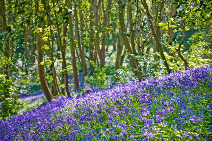 Springtime on The Islands of Guernsey  Visit Guernsey